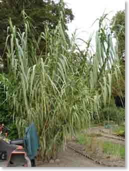 Arundo donax 